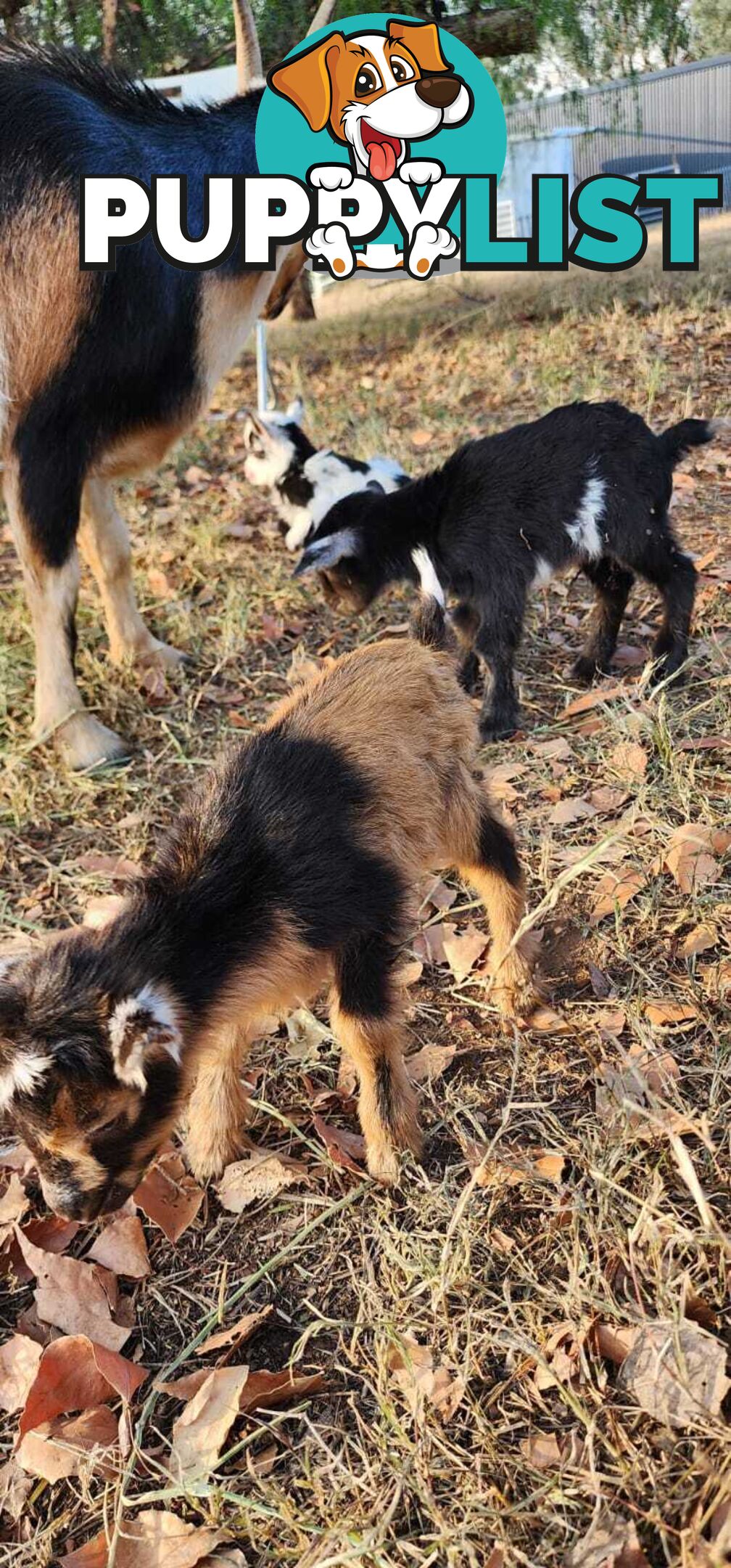 Nigerian Dwarf Miniature Dairy Goats