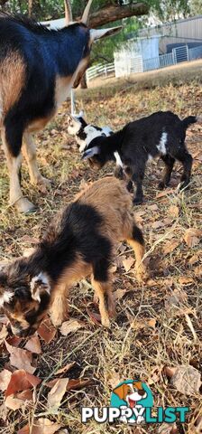 Nigerian Dwarf Miniature Dairy Goats