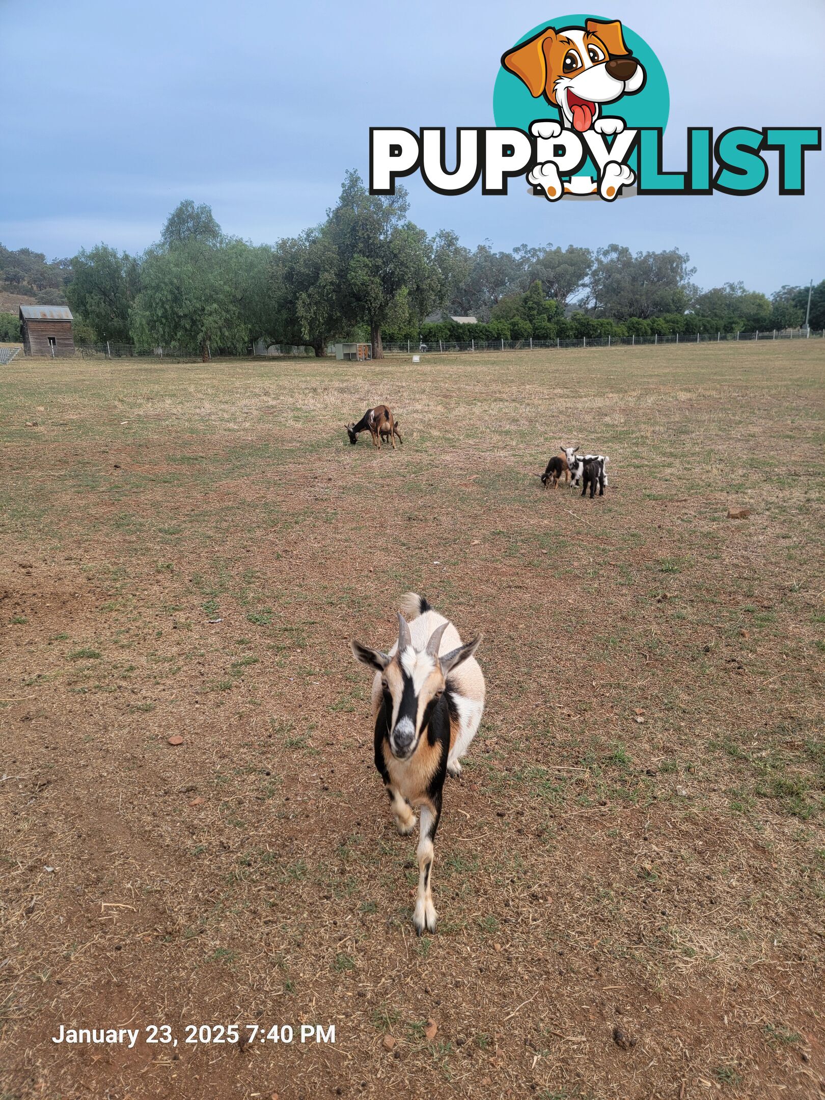 Nigerian Dwarf Miniature Dairy Goats