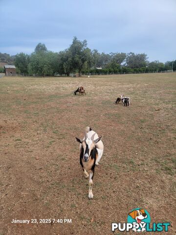 Nigerian Dwarf Miniature Dairy Goats