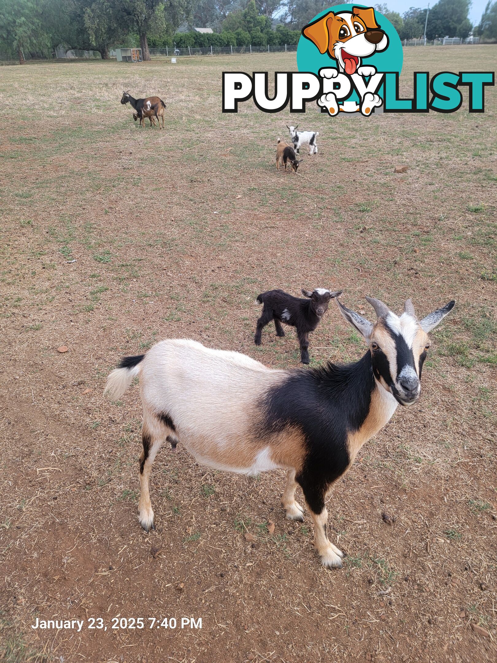 Nigerian Dwarf Miniature Dairy Goats