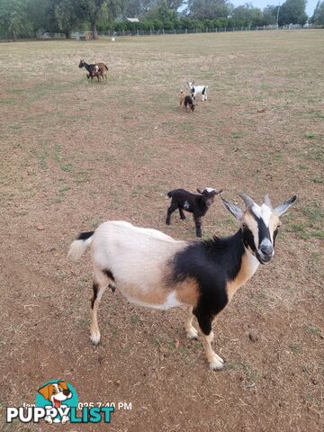 Nigerian Dwarf Miniature Dairy Goats