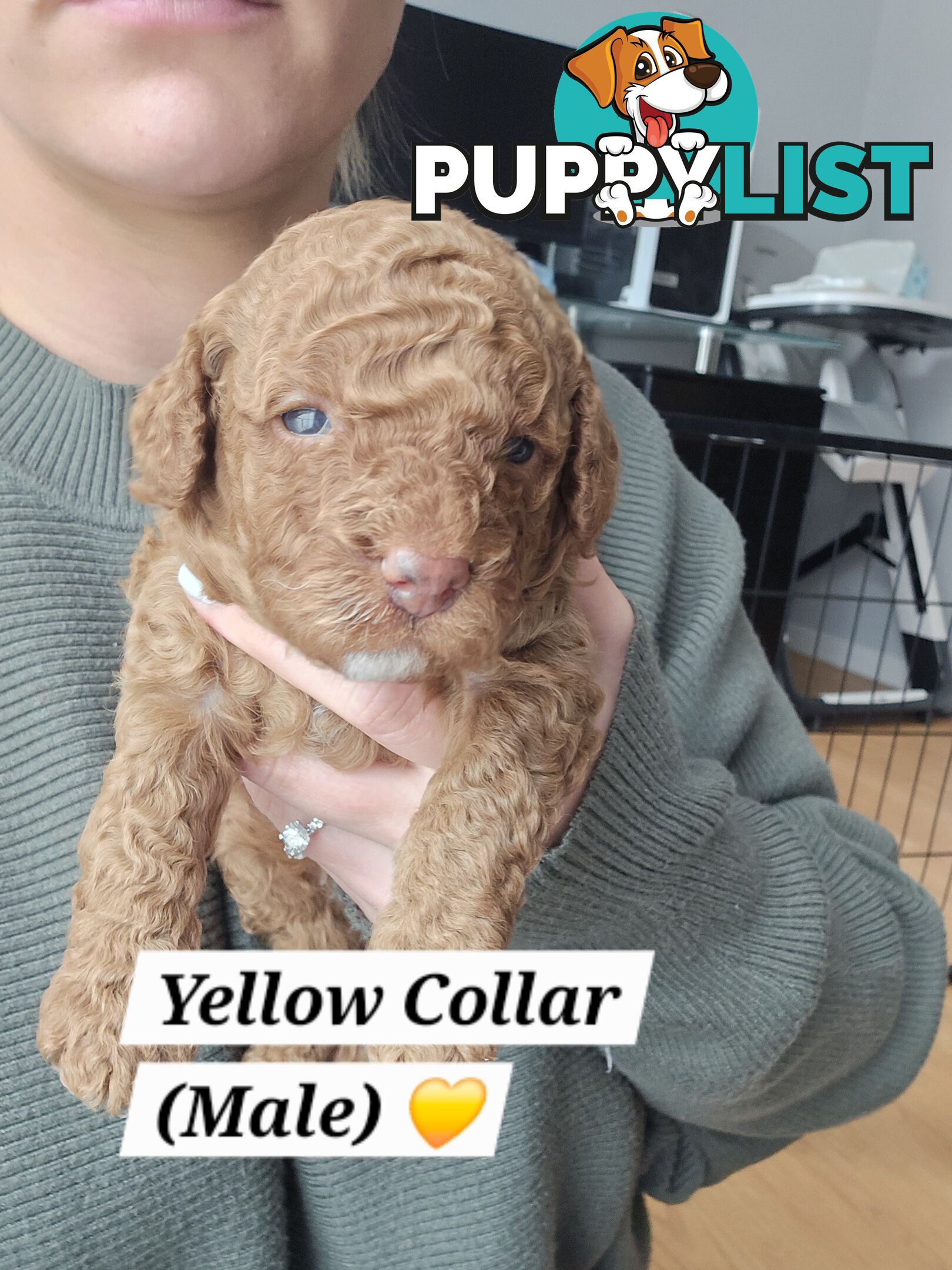 X6 Pure Bred Toy Poodle Pups