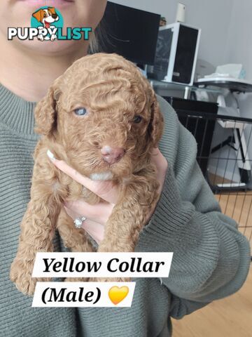 X6 Pure Bred Toy Poodle Pups