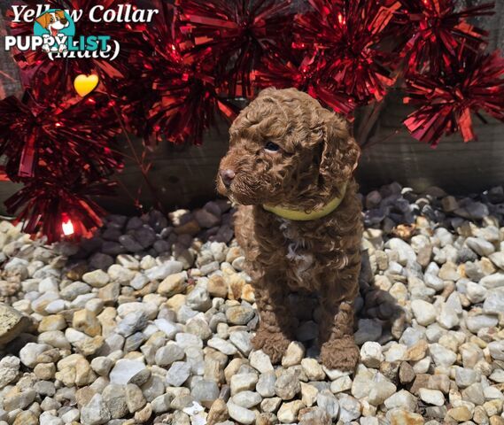 4 Pure Bred Toy Poodle Pups