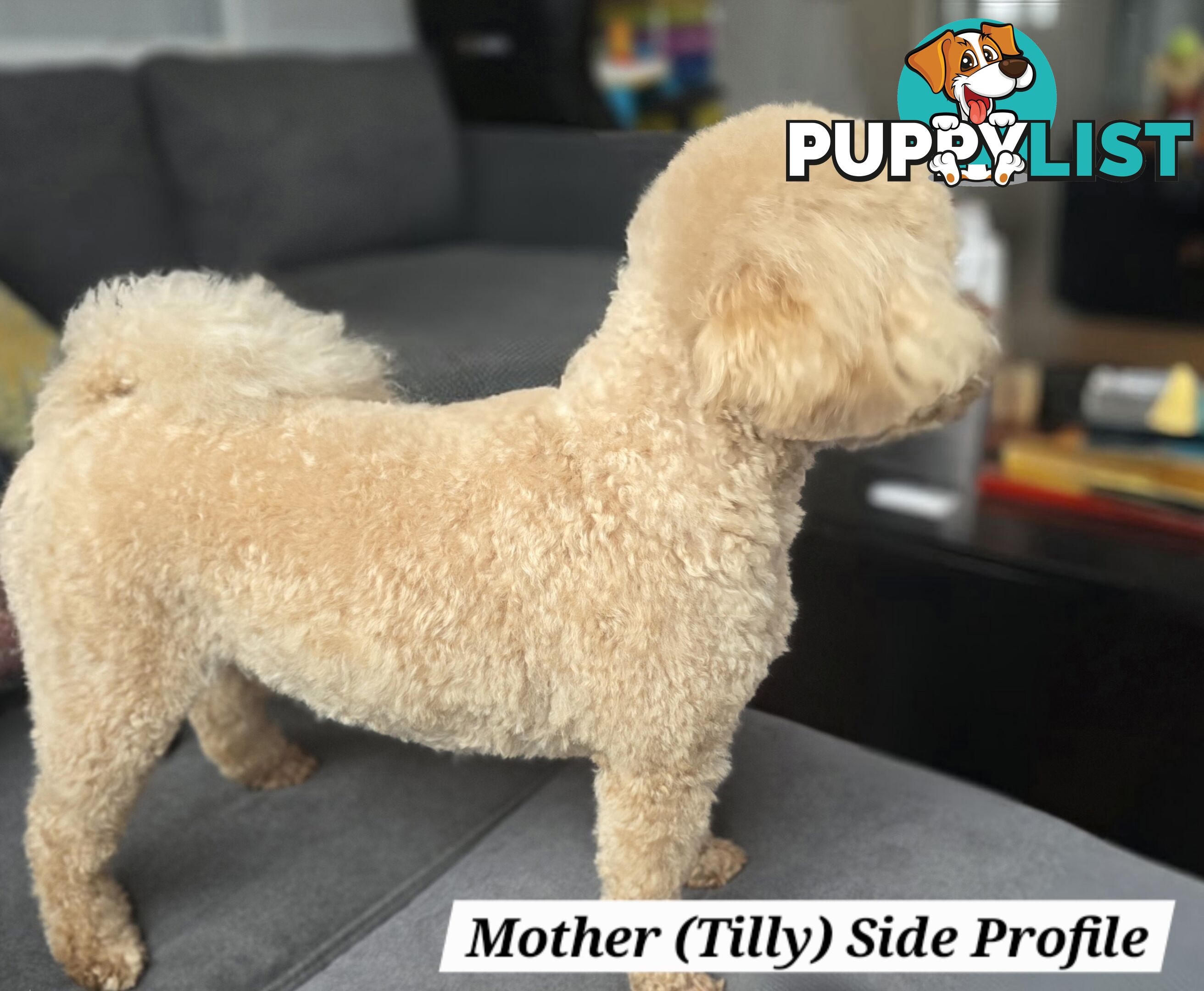 X6 Pure Bred Toy Poodle Pups