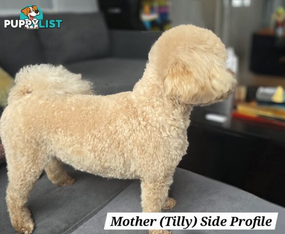 X6 Pure Bred Toy Poodle Pups