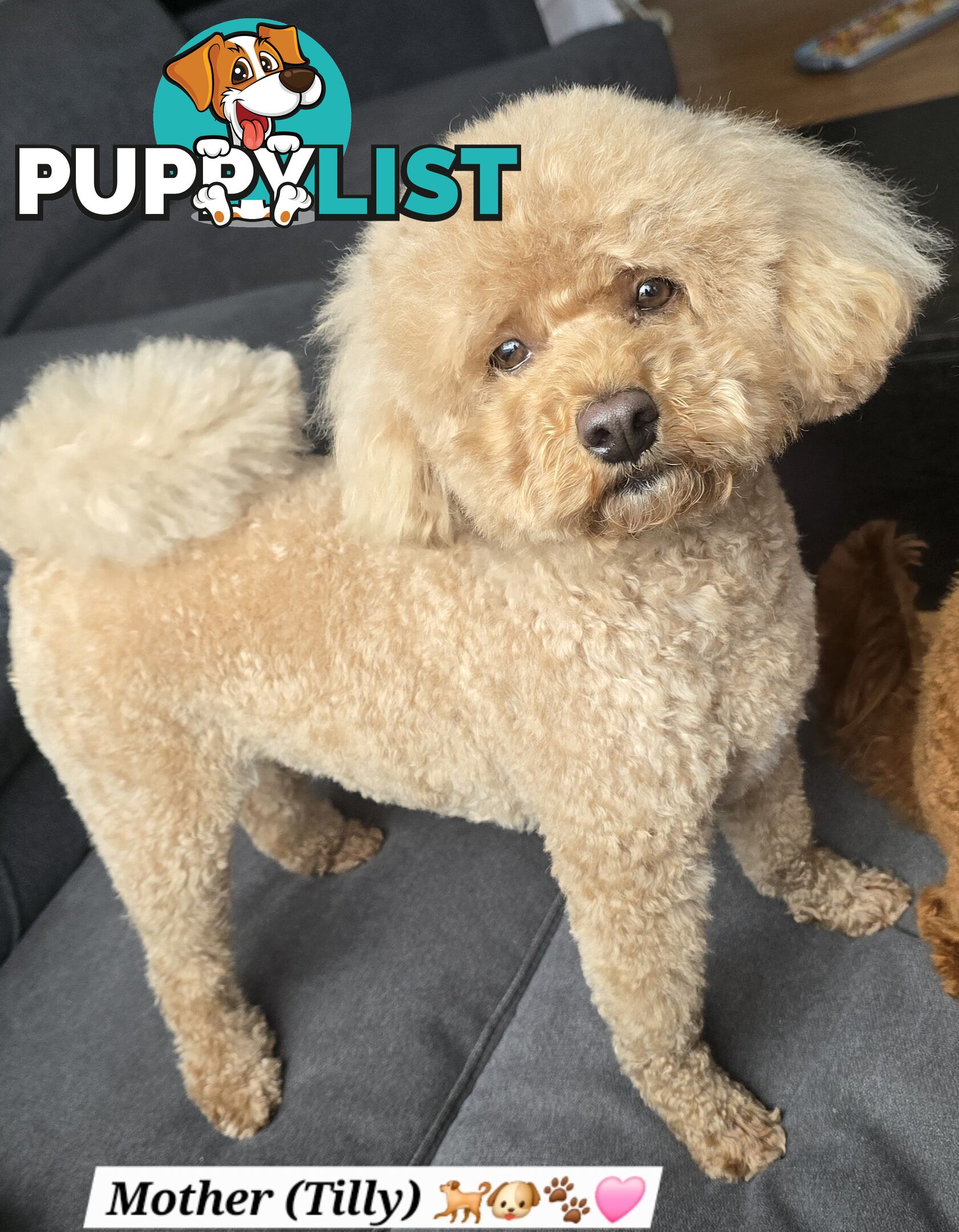 X6 Pure Bred Toy Poodle Pups