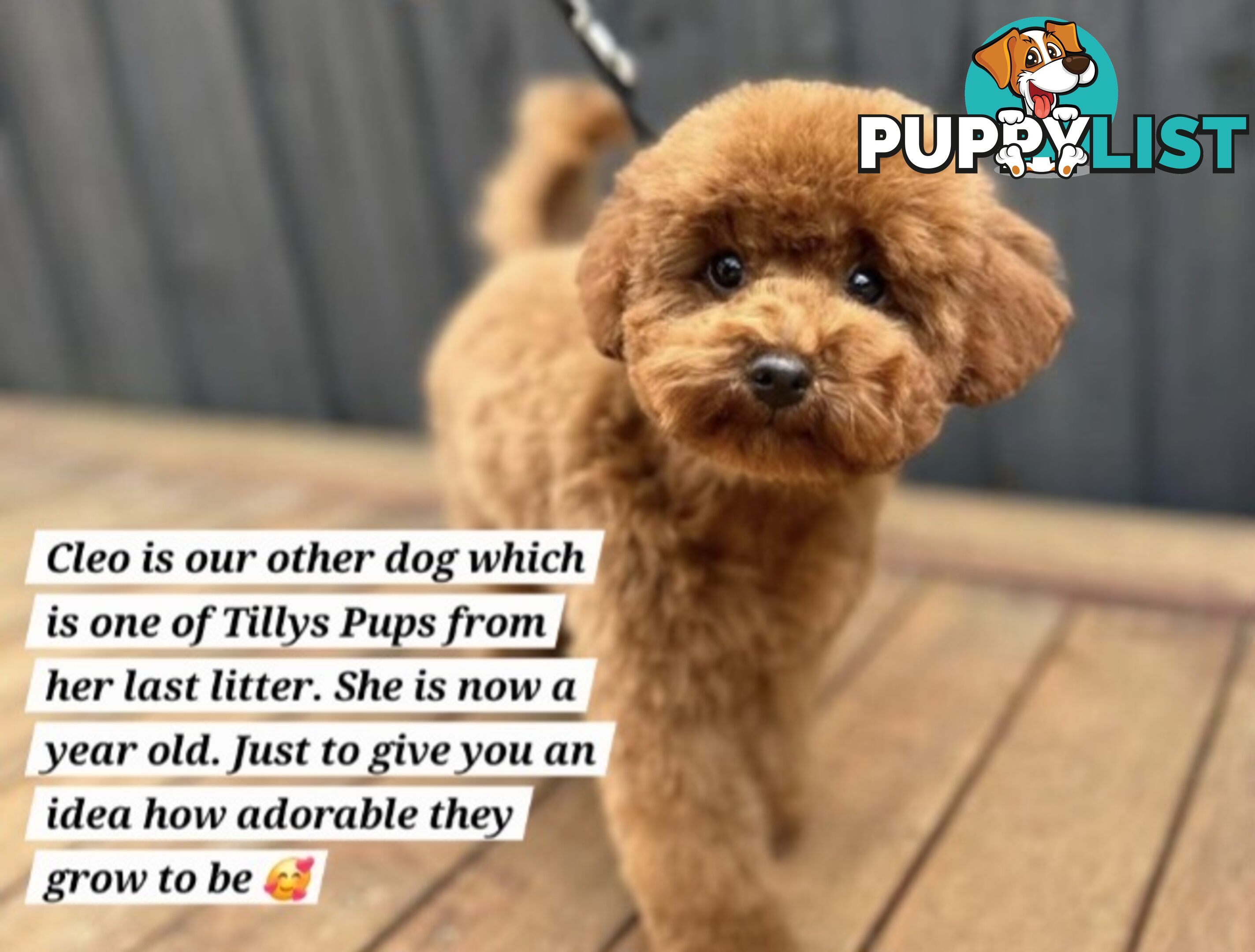 X6 Pure Bred Toy Poodle Pups