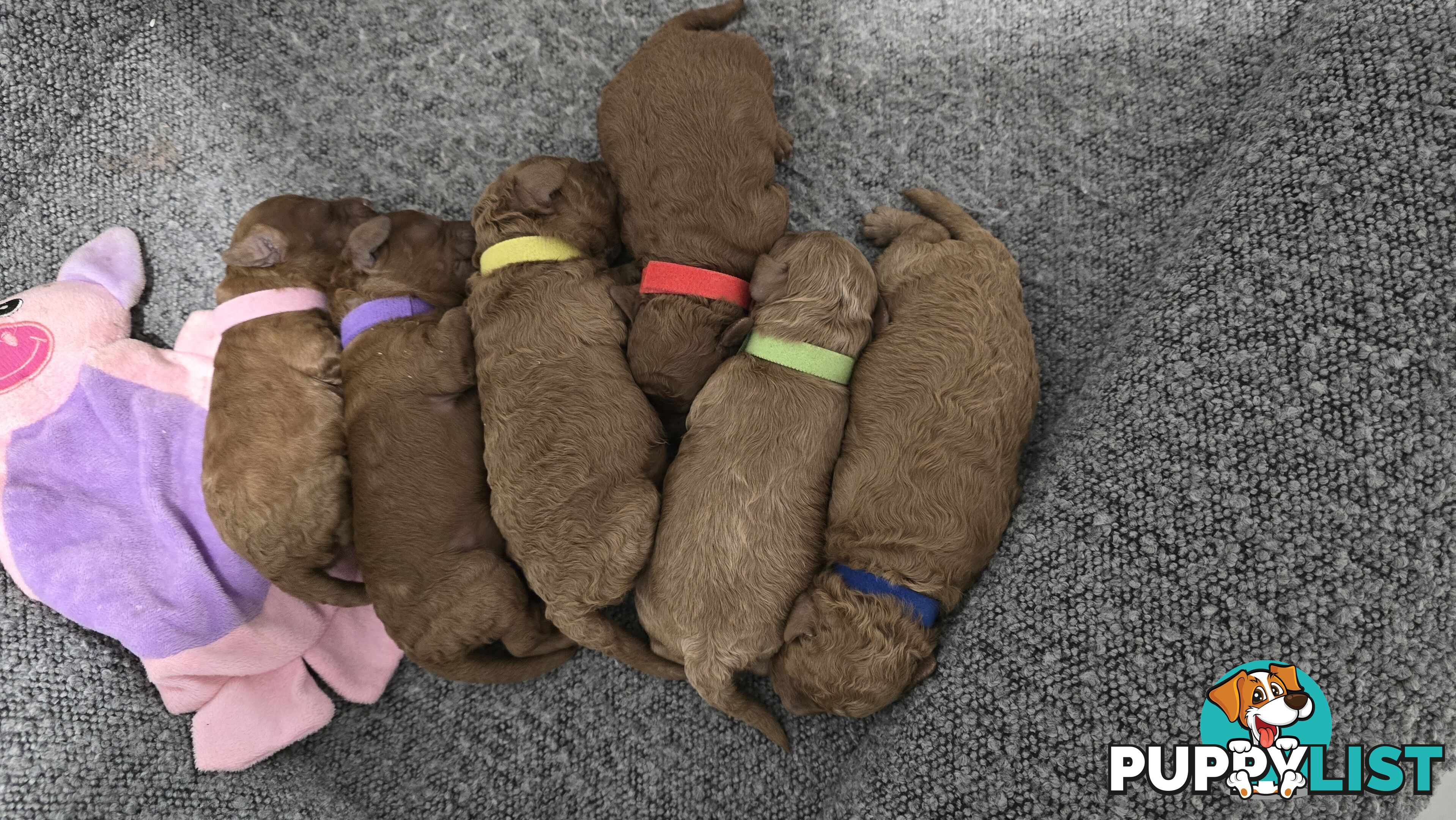 X6 Pure Bred Toy Poodle Pups