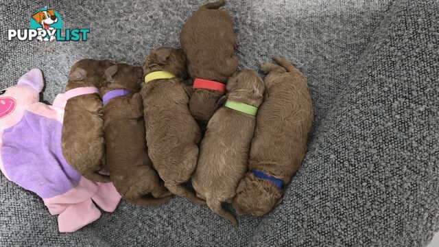 X6 Pure Bred Toy Poodle Pups