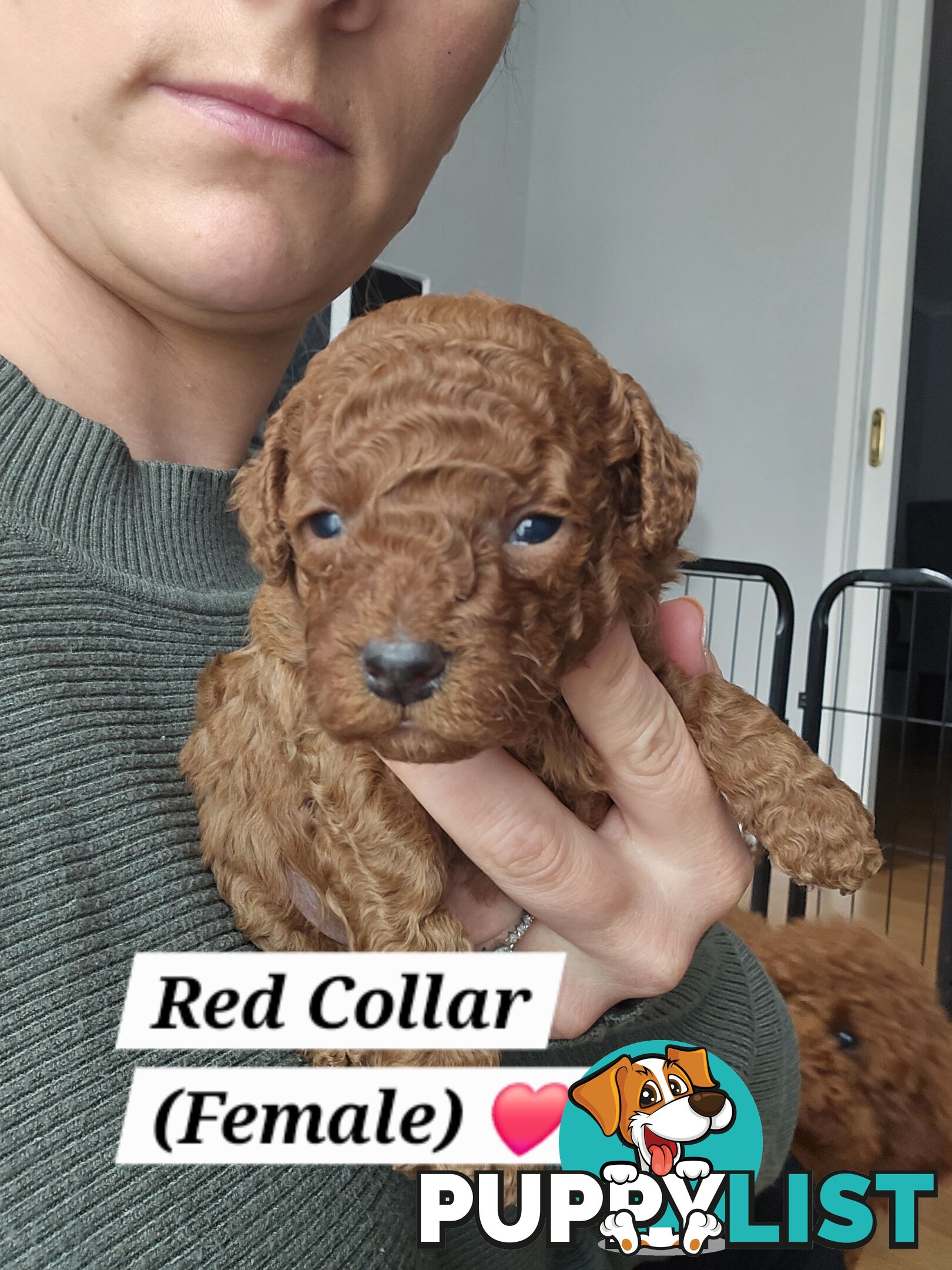 X6 Pure Bred Toy Poodle Pups