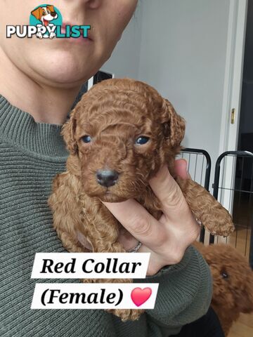 X6 Pure Bred Toy Poodle Pups