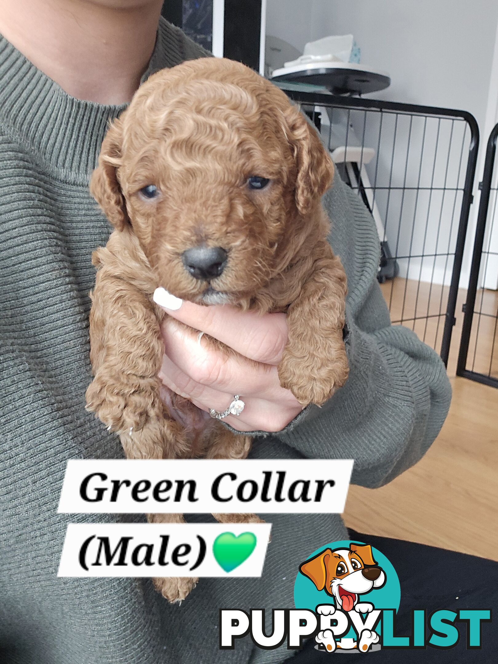 X6 Pure Bred Toy Poodle Pups