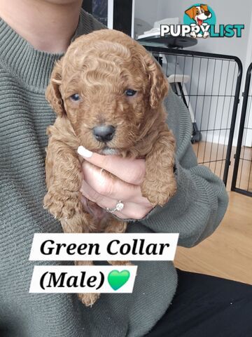 X6 Pure Bred Toy Poodle Pups