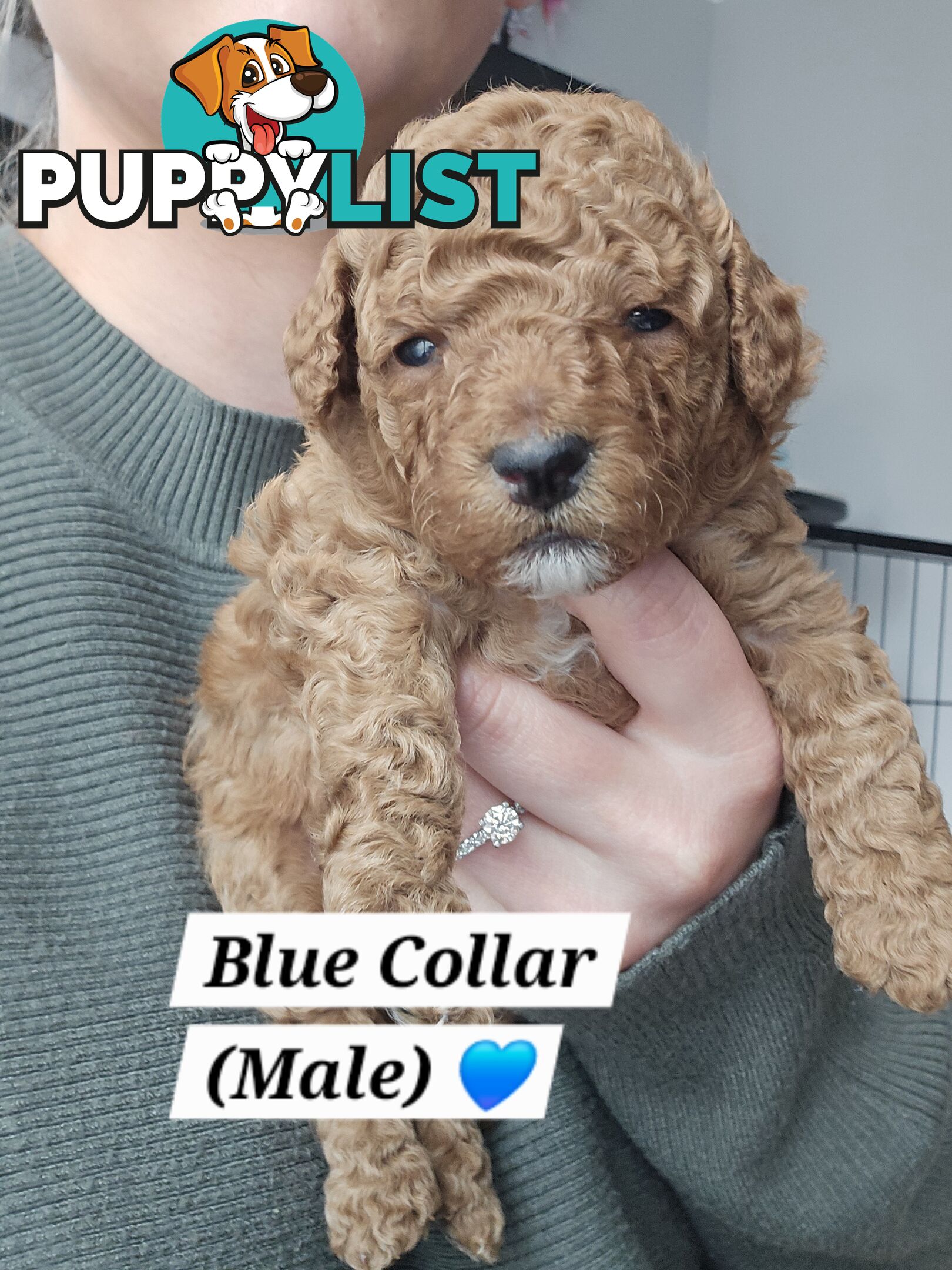 X6 Pure Bred Toy Poodle Pups