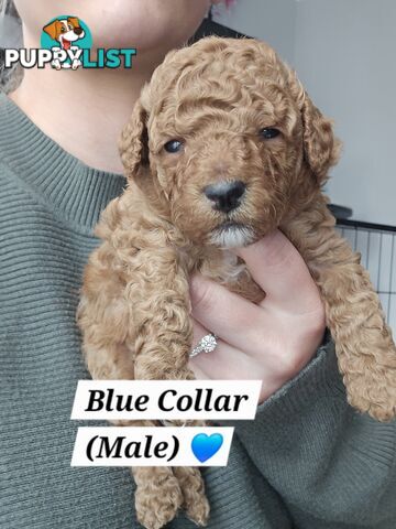 X6 Pure Bred Toy Poodle Pups