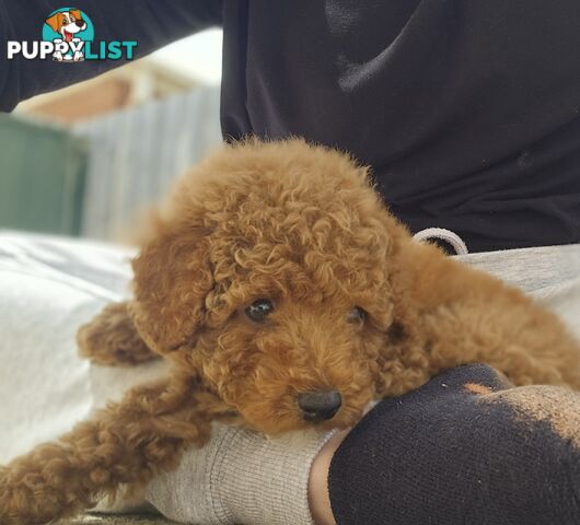 Last Male Purebred Toy Poodle Pup