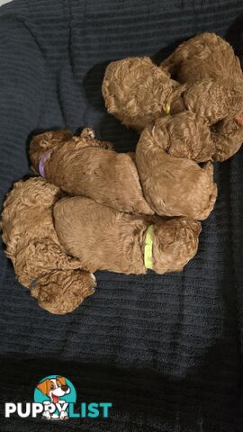 X6 Pure Bred Toy Poodle Pups