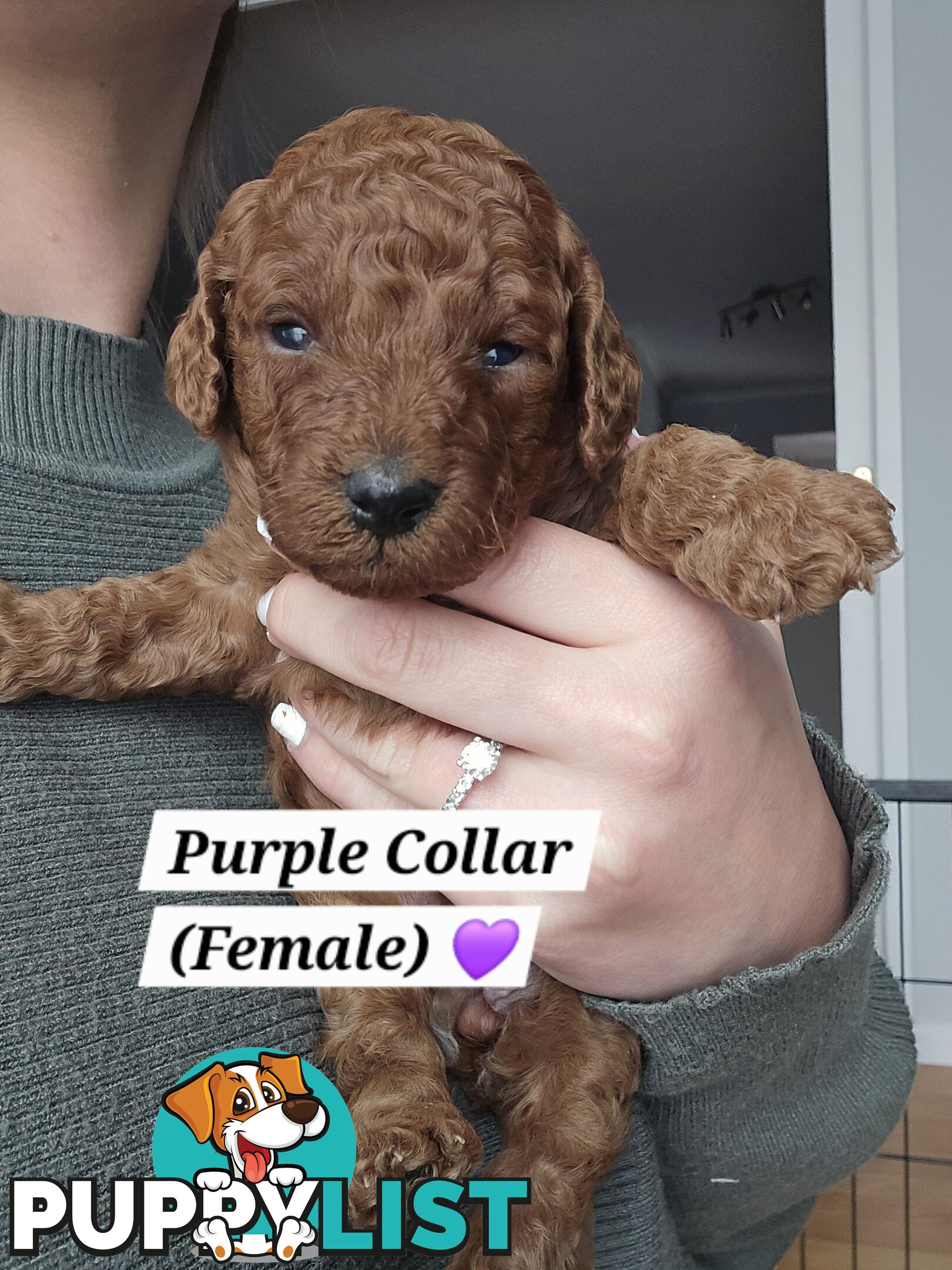 X6 Pure Bred Toy Poodle Pups