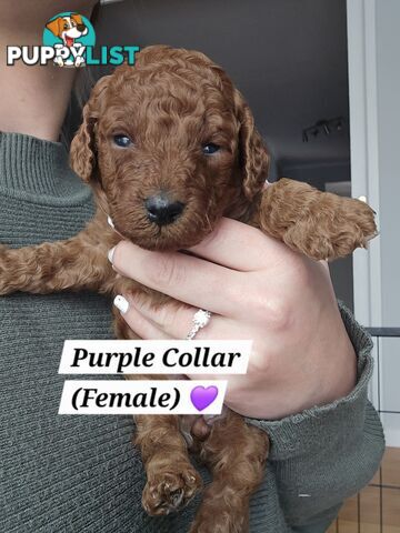 X6 Pure Bred Toy Poodle Pups