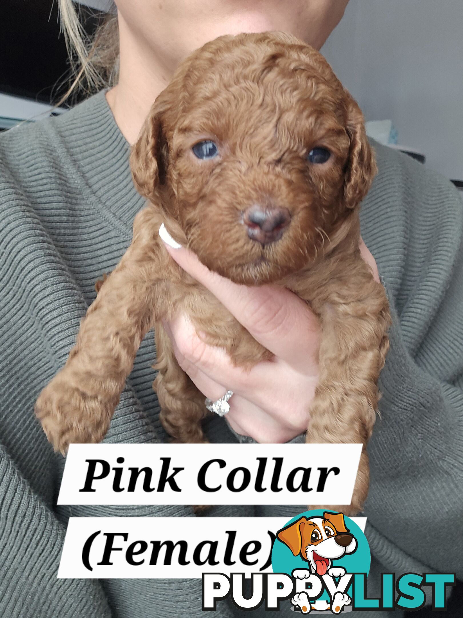 X6 Pure Bred Toy Poodle Pups