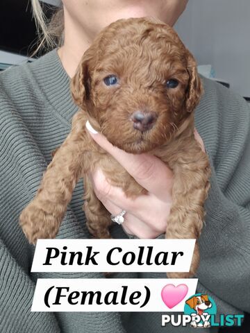 X6 Pure Bred Toy Poodle Pups