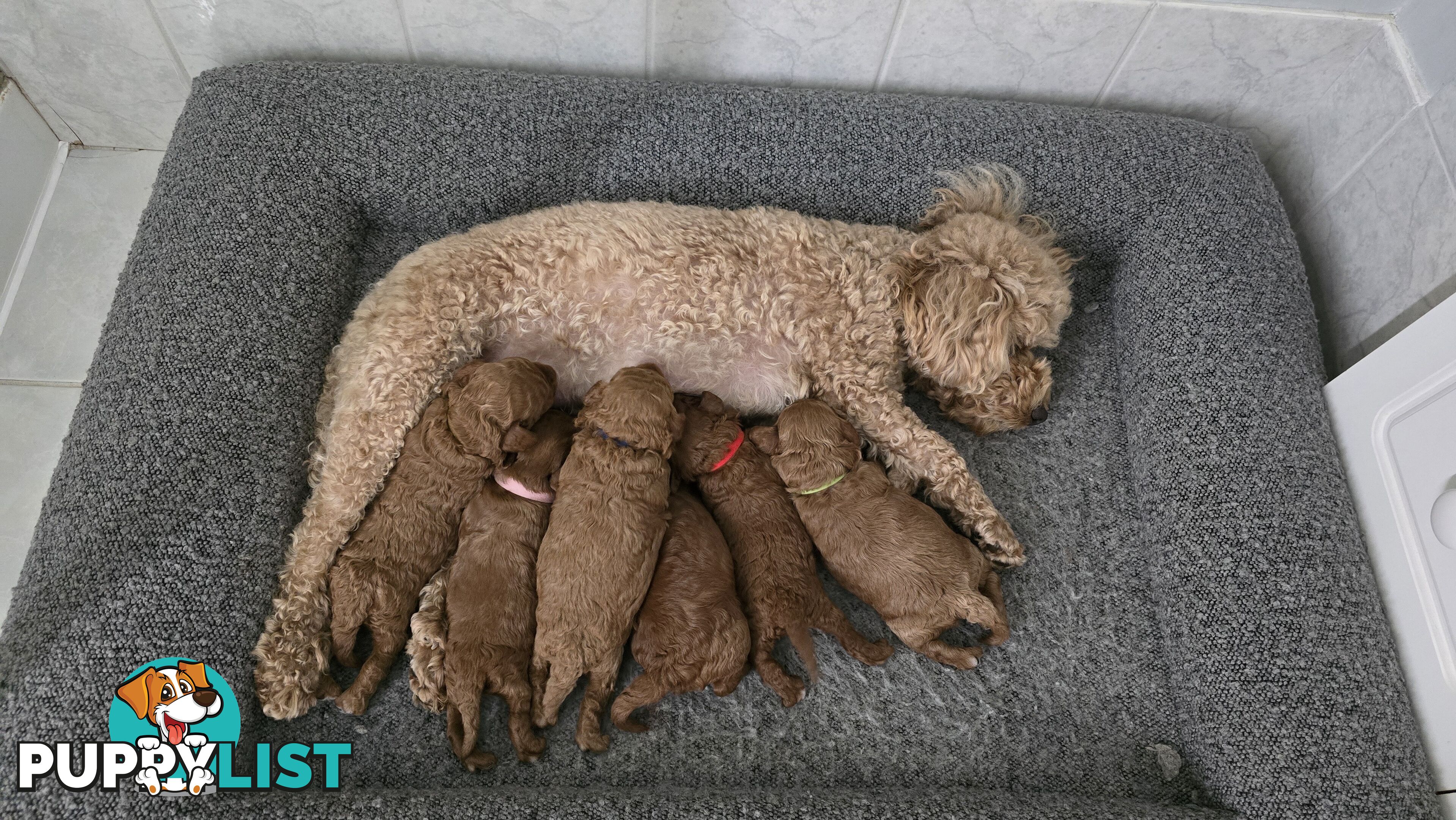 X6 Pure Bred Toy Poodle Pups