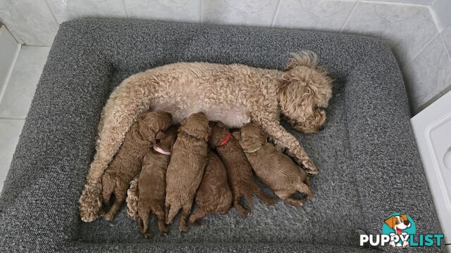 X6 Pure Bred Toy Poodle Pups