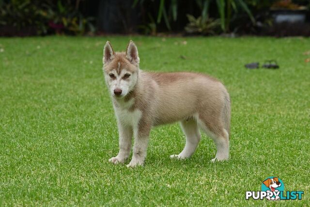 Siberian Husky Puppies - 3 Left!