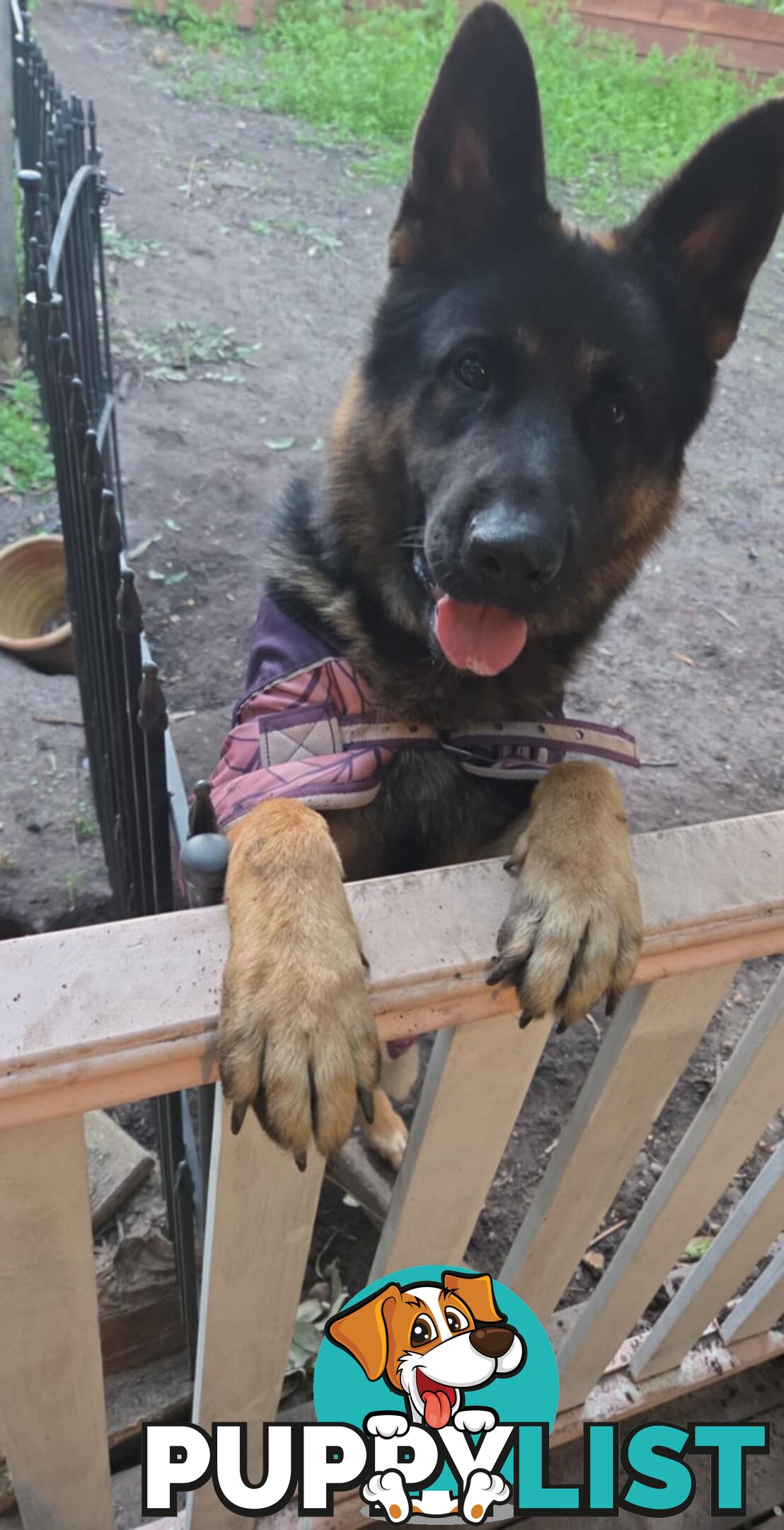 Purebred German Shepherd Puppies