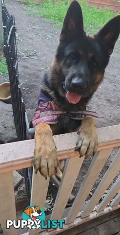 Purebred German Shepherd Puppies