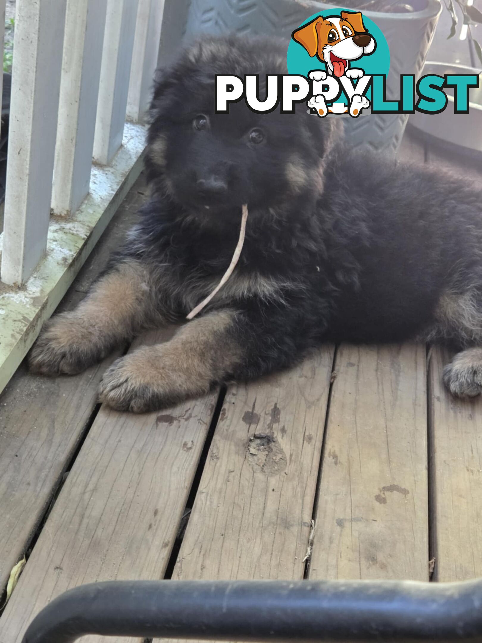 Purebred German Shepherd Puppies