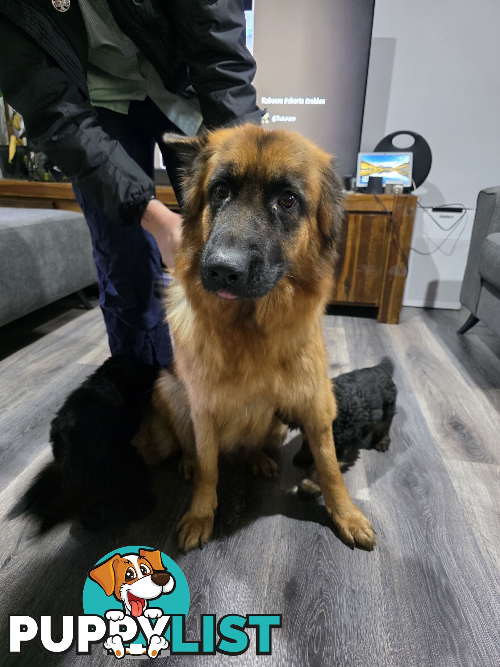Purebred German Shepherd Puppies
