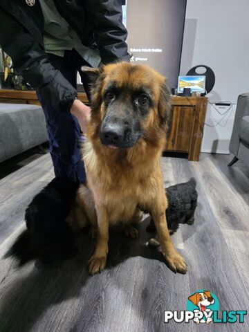 Purebred German Shepherd Puppies