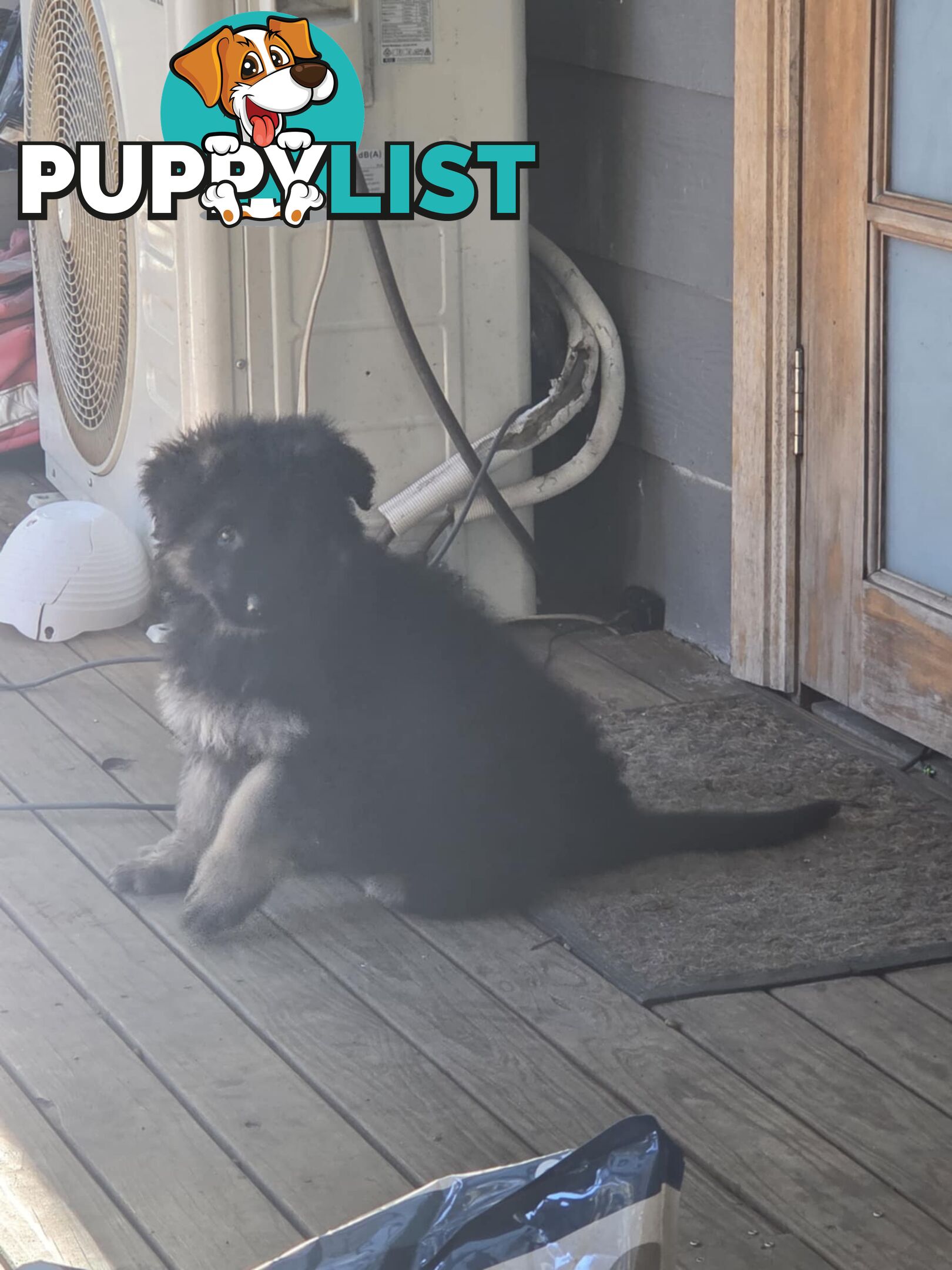 Purebred German Shepherd Puppies