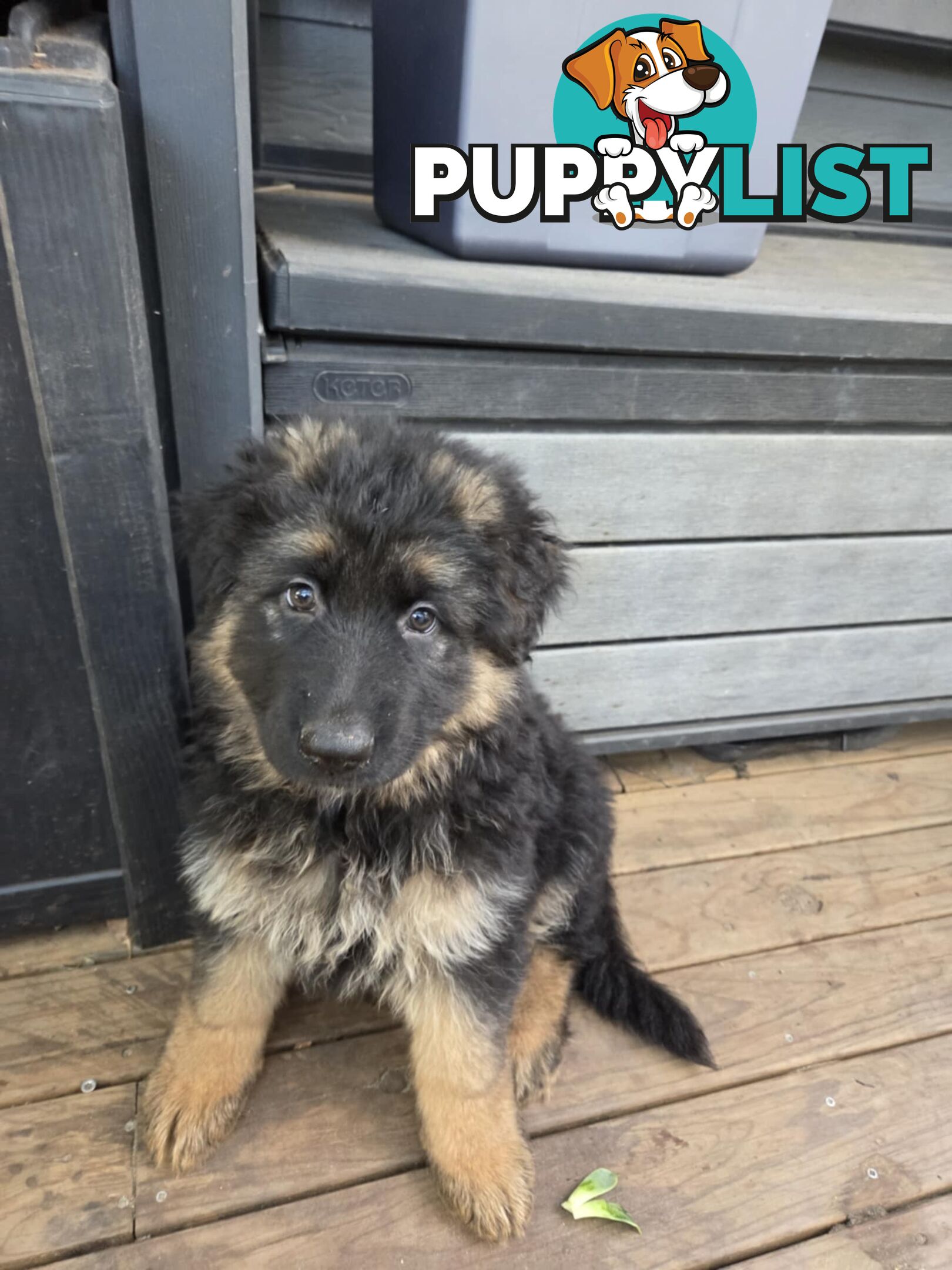Purebred German Shepherd Puppies