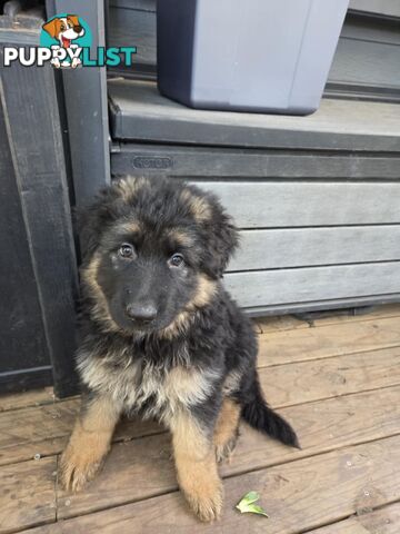 Purebred German Shepherd Puppies