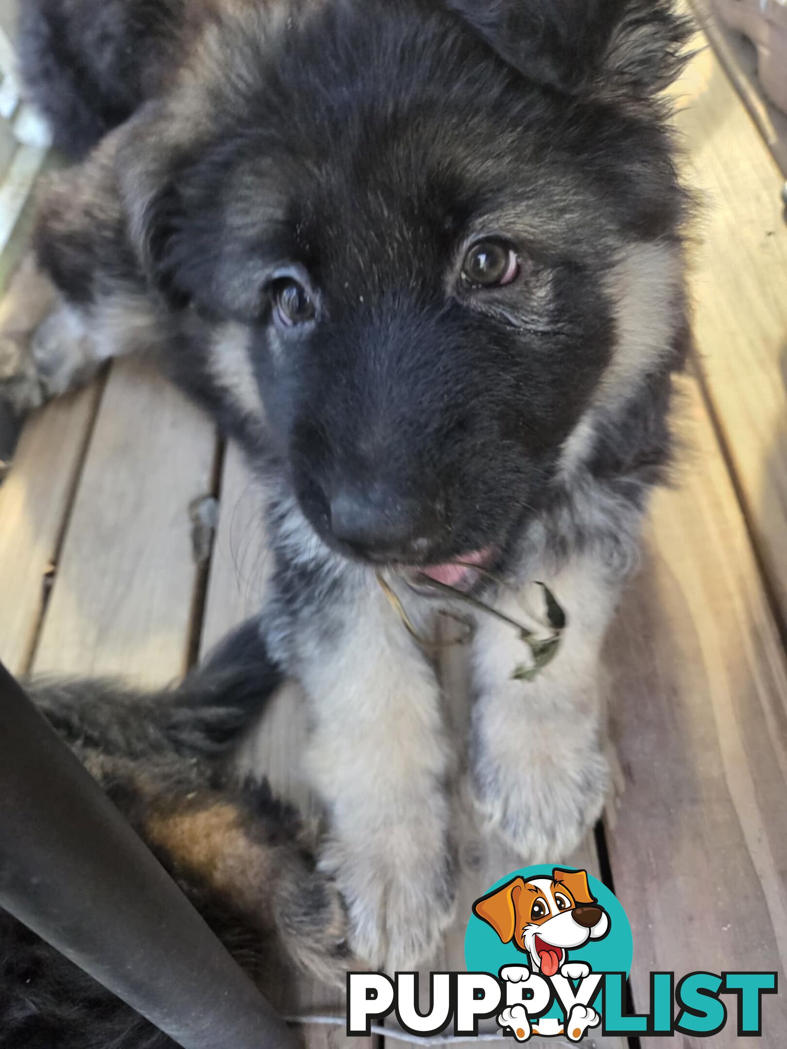 Purebred German Shepherd Puppies