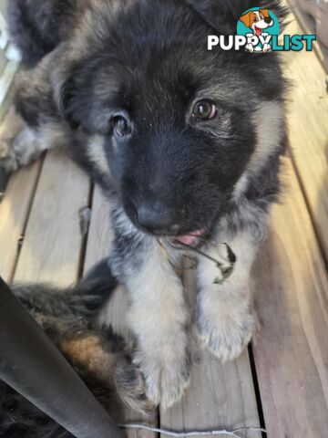 Purebred German Shepherd Puppies