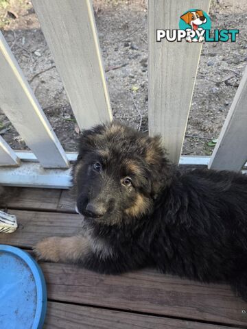 Purebred German Shepherd Puppies