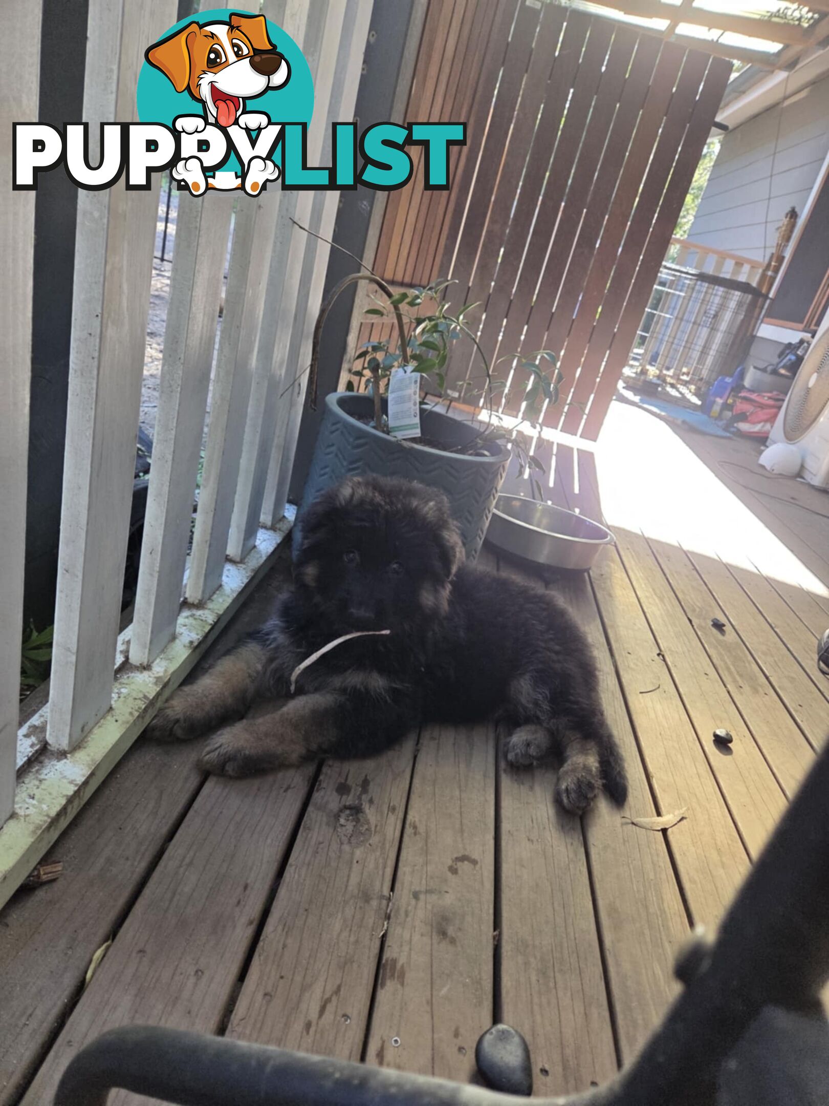 Purebred German Shepherd Puppies