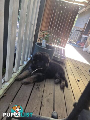 Purebred German Shepherd Puppies