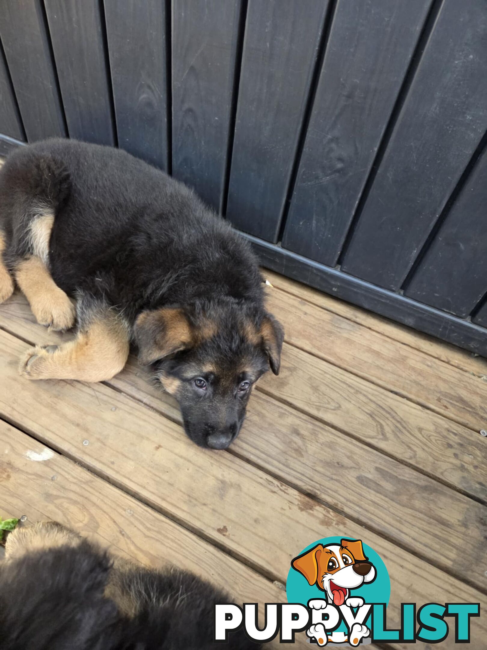 Purebred German Shepherd Puppies