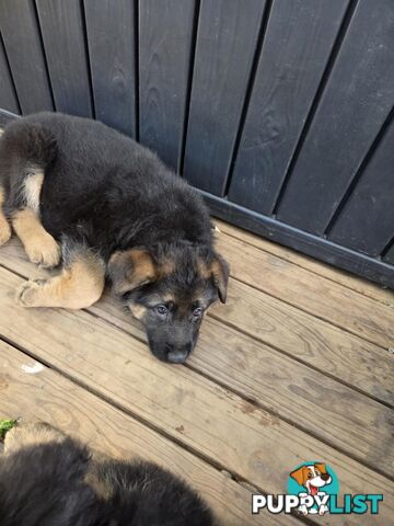 Purebred German Shepherd Puppies