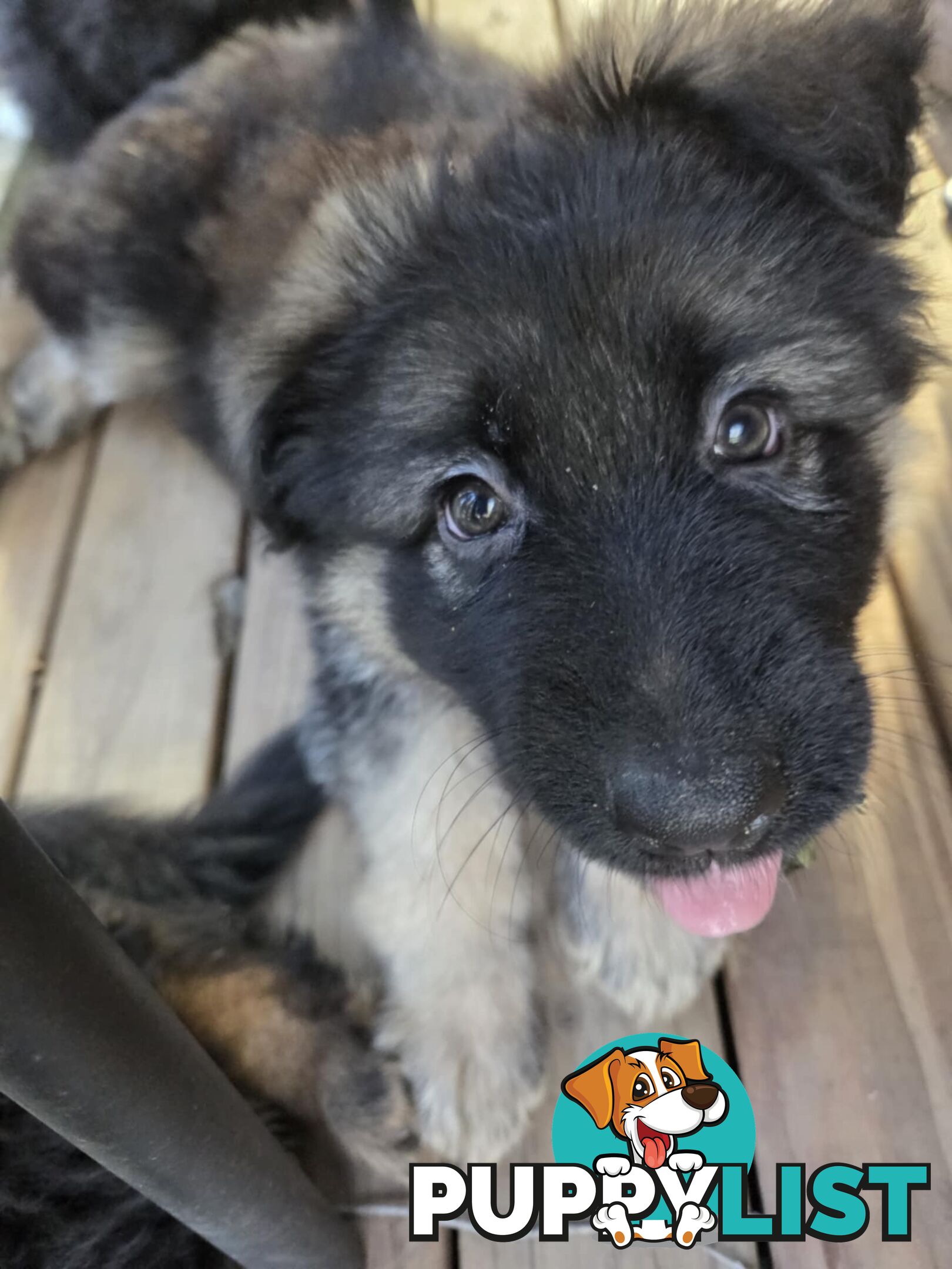 Purebred German Shepherd Puppies