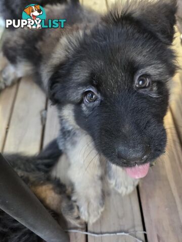 Purebred German Shepherd Puppies