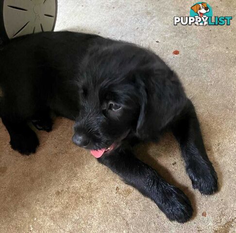 Labradoodles - beautiful black puppies