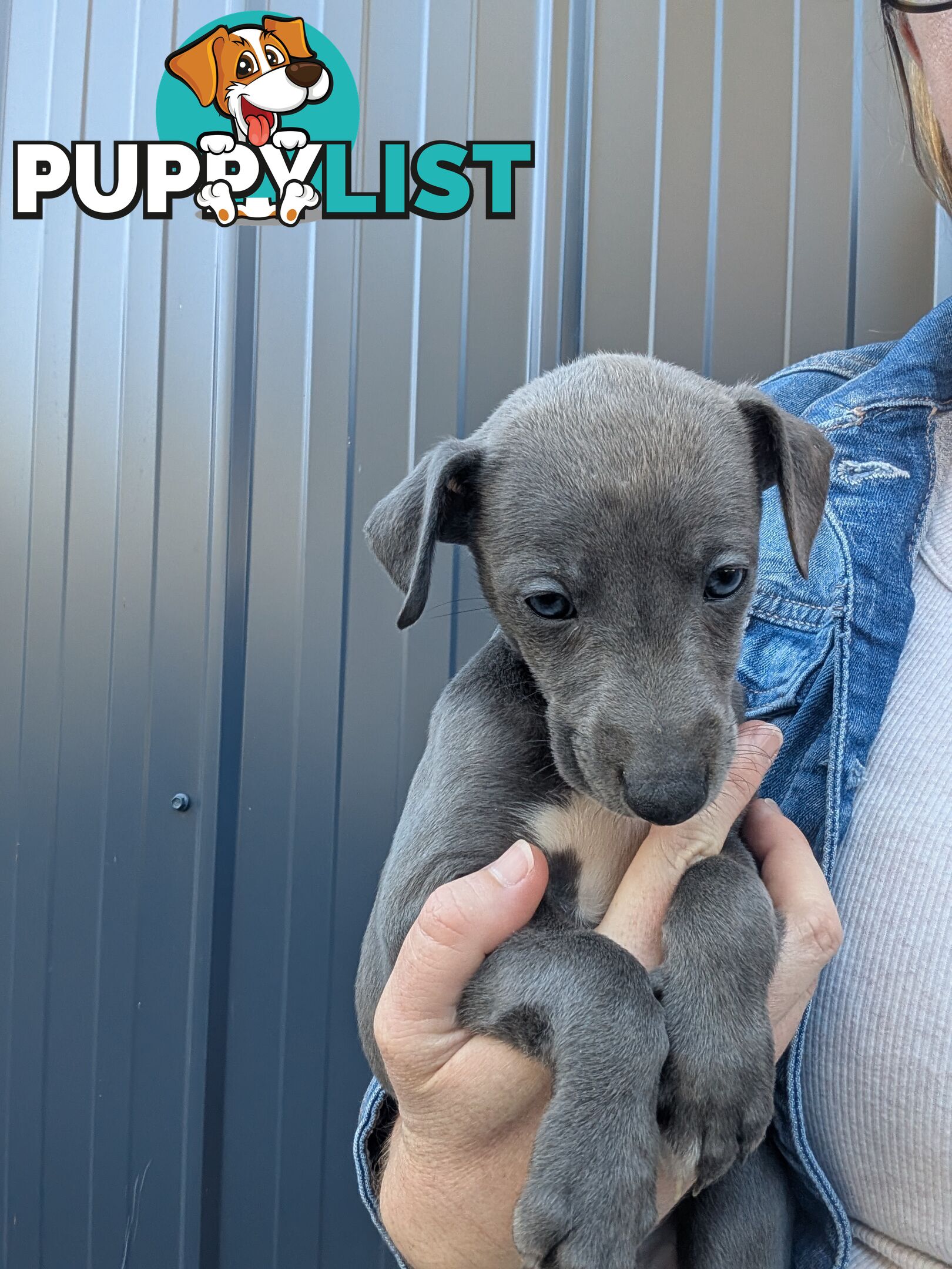 Whippet Puppies