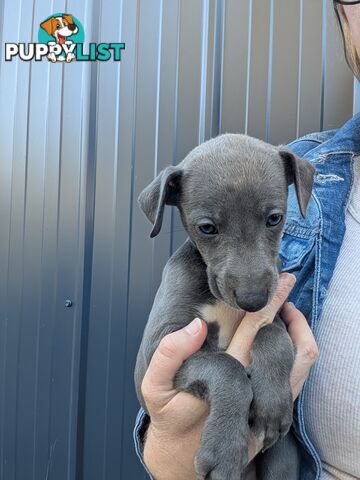 Whippet Puppies
